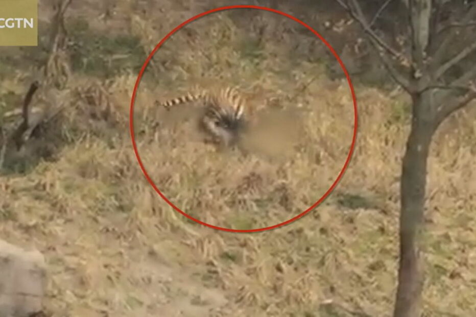 Visitantes do parque registram ataque dos tigres