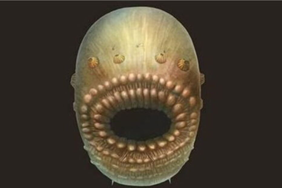 Microcriatura marinha