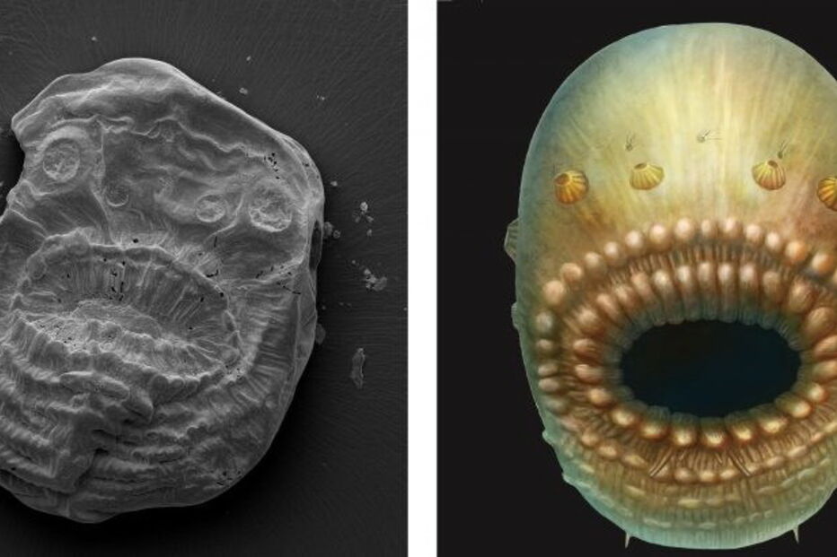 Saccorhytus, monstro, antepassado, homem