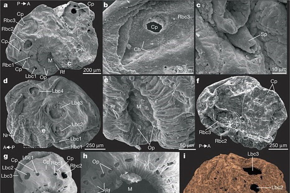 Saccorhytus, monstro, antepassado, homem