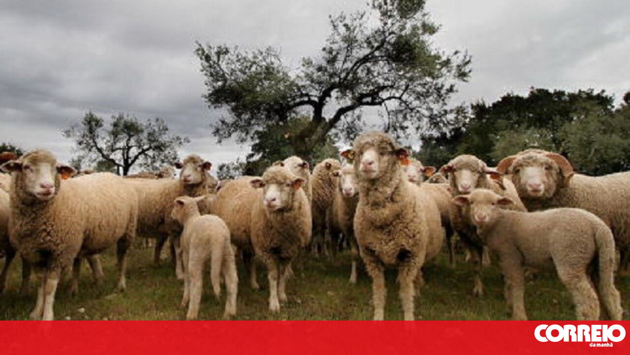 Wolf attack on 14 head of livestock in Vimioso causes losses of more than €1,000