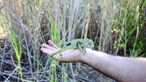 Projeto lançado no Algarve quer salvar camaleão da extinção