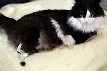 O gato Pooth recuperou a sua mobilidade depois de uma cirurgia que o fez ganhar duas patas biónicas. O animal tinha perdido as patas traseiras num acidente