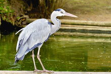 gripe aviária, comércio, algarve, aves, risco humano, 