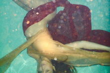 Beyoncé partilhou várias fotografias com os fãs