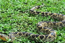 04-02-2017_16_05_45 cobra 2.jpg