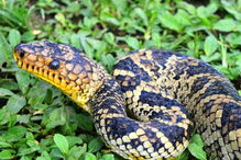 04-02-2017_16_05_47 cobra 3.jpg