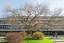 Ulmeiro da Gulbenkian