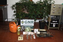 Jovem de 26 anos foi detido na quinta-feira na posse de plantas e cannabis e répteis ilegais