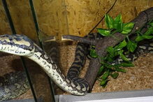 Jovem de 26 anos foi detido na quinta-feira na posse de plantas e cannabis e répteis ilegais