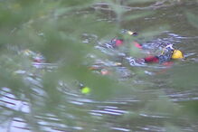 15-02-2017_18_34_06 00FE12BF.jpg