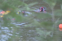 15-02-2017_18_34_18 00FE1292.jpg