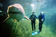 Jovem de 26 anos estava a praticar pesca subaquática