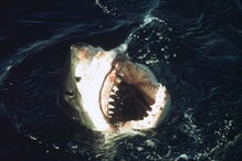 Jovem de 26 anos estava a praticar pesca subaquática