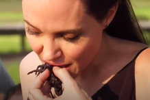 Angelina Jolie, Brad Pitt, divórcio, atriz, Camboja, filhos, escorpiões, tarântulas, grilos