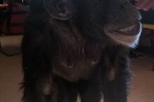 2017-02-23_12_05.05 chimpazé.jpg