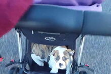 Betty apanhou boleia