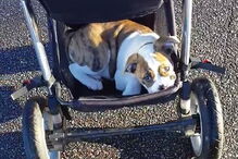 Betty apanhou boleia