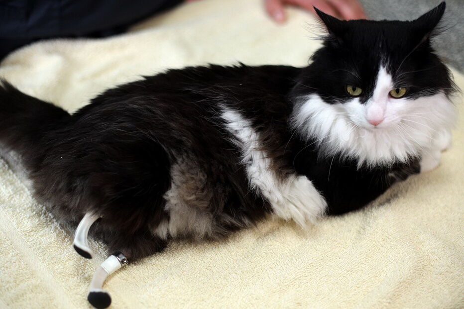 O gato Pooth recuperou a sua mobilidade depois de uma cirurgia que o fez ganhar duas patas biónicas. O animal tinha perdido as patas traseiras num acidente