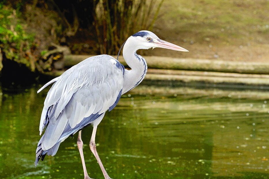 gripe aviária, comércio, algarve, aves, risco humano, 