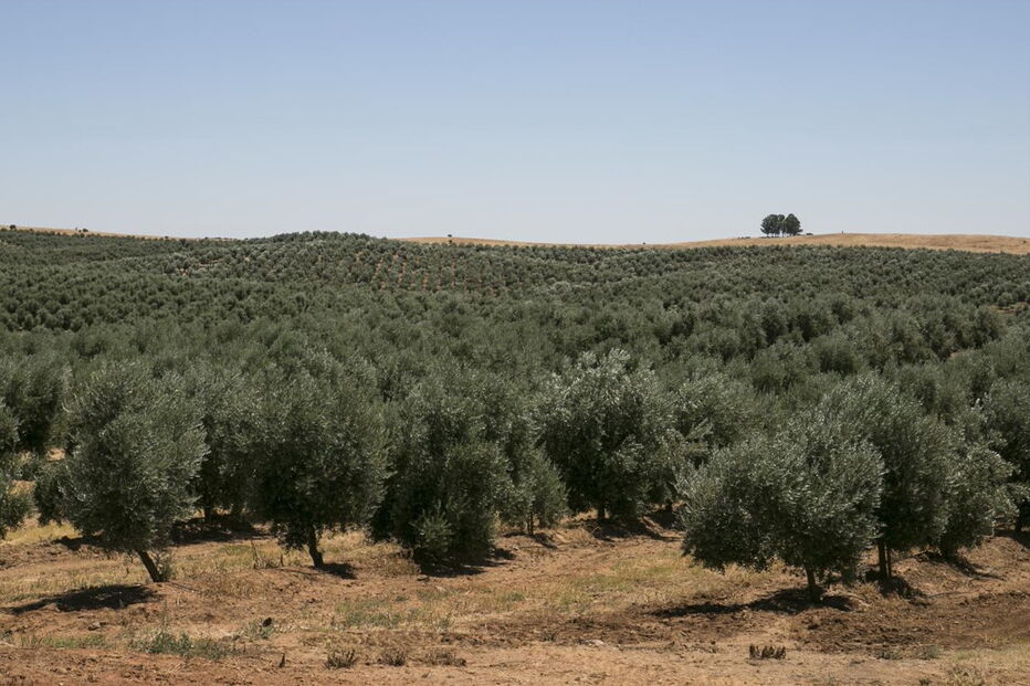 Bactéria ameaça olivais espanhóis e portugueses