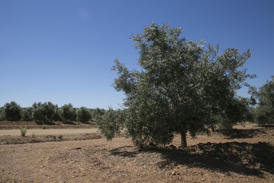 Bactéria ameaça olivais espanhóis e portugueses