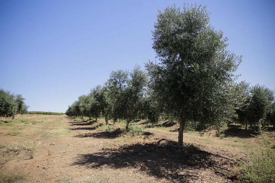 Bactéria ameaça olivais espanhóis e portugueses