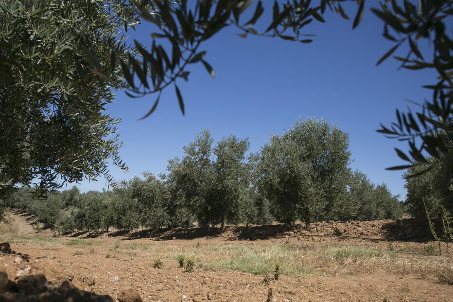 Bactéria ameaça olivais espanhóis e portugueses