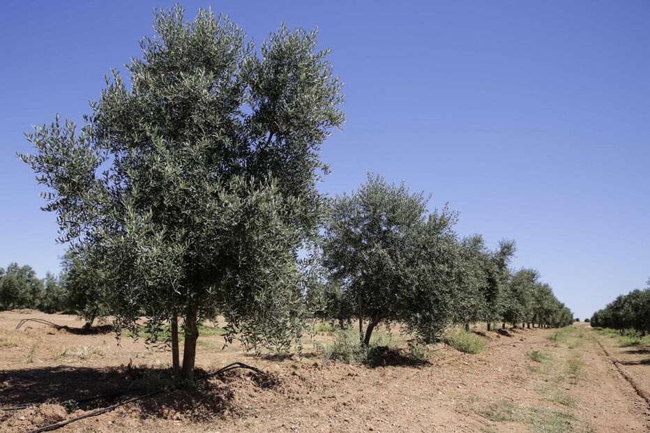 Bactéria ameaça olivais espanhóis e portugueses