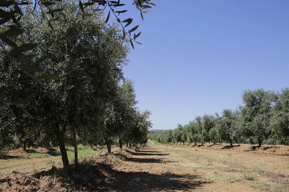Bactéria ameaça olivais espanhóis e portugueses