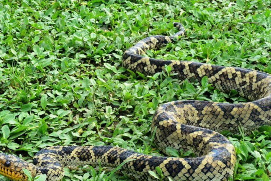 04-02-2017_16_05_45 cobra 2.jpg