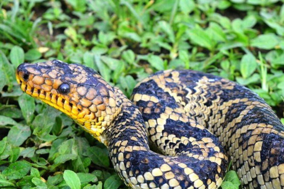 04-02-2017_16_05_47 cobra 3.jpg