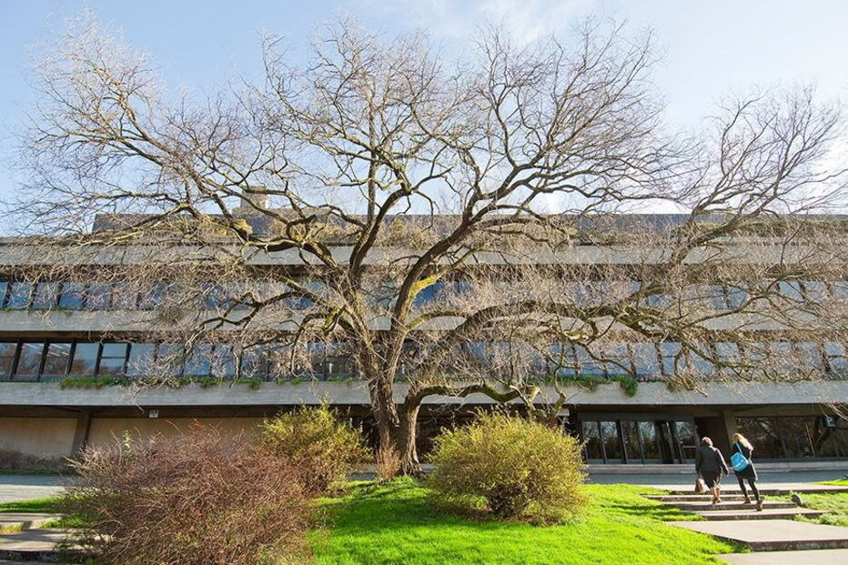 Ulmeiro da Gulbenkian