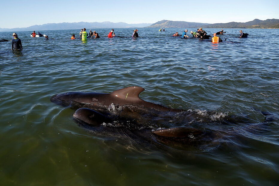  Desconhecem-se as razões pelas quais as baleias-piloto ficaram presas