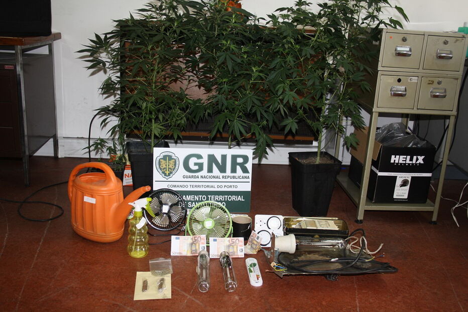 Jovem de 26 anos foi detido na quinta-feira na posse de plantas e cannabis e répteis ilegais