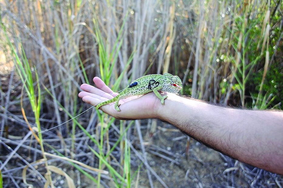 Camaleão é espécie protegida