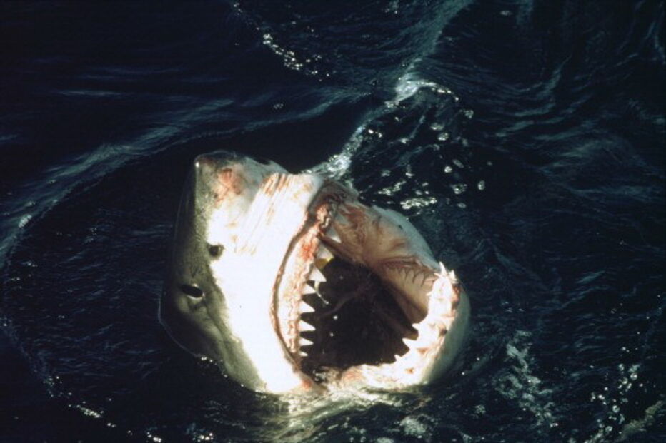 Jovem de 26 anos estava a praticar pesca subaquática