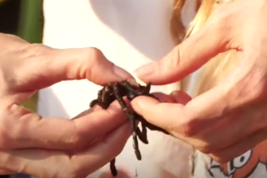 Angelina Jolie, Brad Pitt, divórcio, atriz, Camboja, filhos, escorpiões, tarântulas, grilos