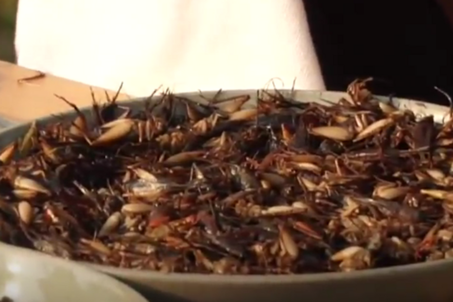 Angelina Jolie, Brad Pitt, divórcio, atriz, Camboja, filhos, escorpiões, tarântulas, grilos