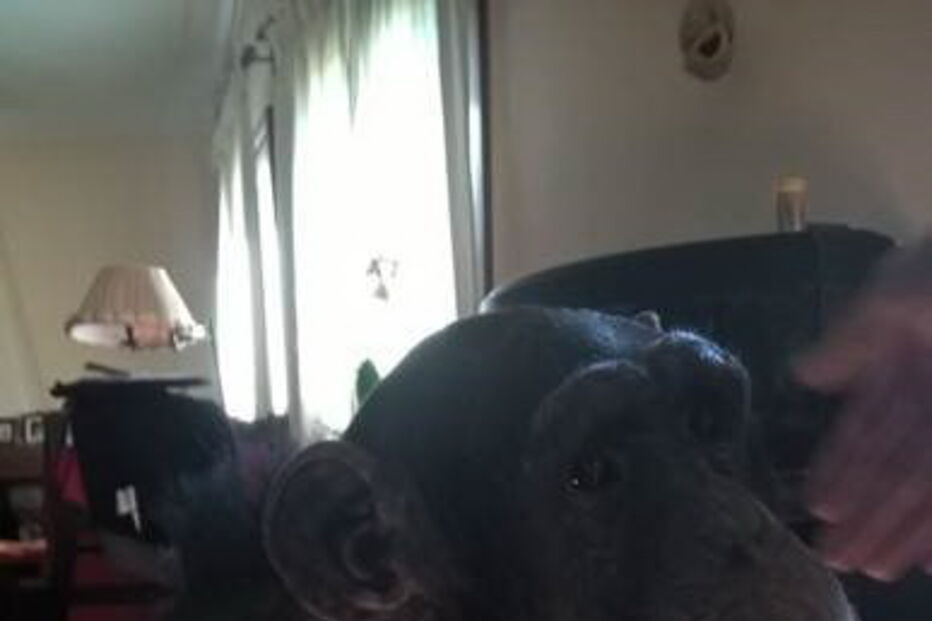 2017-02-23_12_05.05 chimpazé.jpg