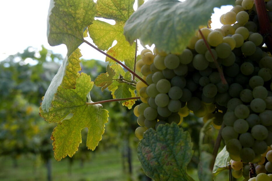 Expressen, presidente da CVRVV, Comissão de Viticultura da Região dos Vinhos Verdes, CVRVV, ministra das Finanças da Suécia, Magdalena Andersson, Portugal, Manuel Pinheiro, Suécia, Governo da Suécia, Boas-vindas, economia, negócios e finanças, agricultura e pescas, vinicultura