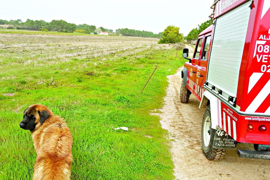 2017-02-27_02_34.10 Imagem alg21a.jpg