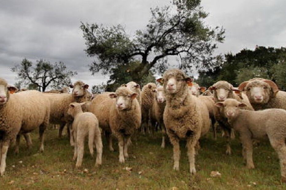 Portugal, exportação, Israel, animais vivos, vacas, ovelhas, economia, negócios e finanças, agricultura e pescas