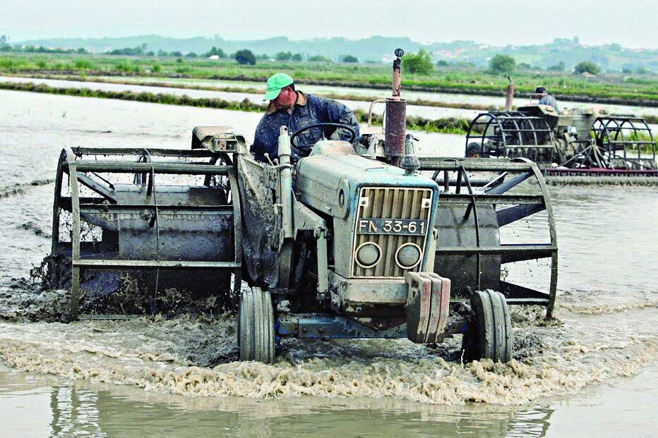 O arroz é produzido essencialmente nos estuários dos rios Sado, Tejo e Mondego, envolvendo 1500 orizicultores