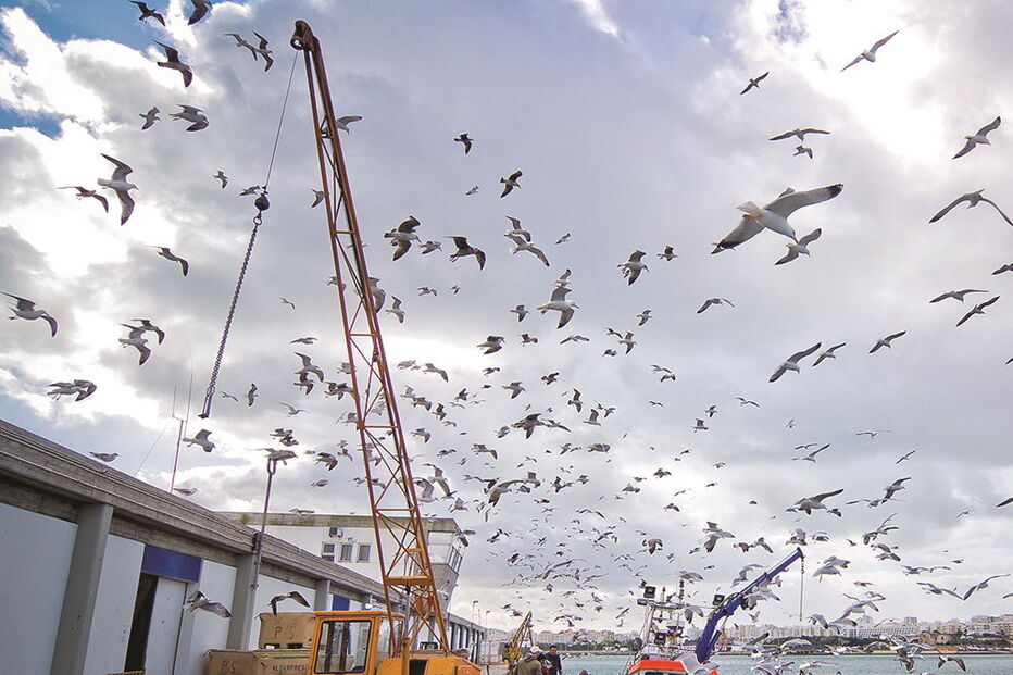Docapesca anunciou investimento de 1,6 milhões no porto de pesca 