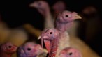 França anuncia surto de gripe aviária em exploração avícola no norte do país