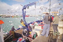 capturas, peixe, algarve, pesca, mar, pescadores