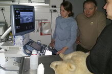 Urso polar de quatro meses morre em zoo de Berlim 