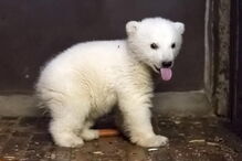 Urso polar de quatro meses morre em zoo de Berlim 