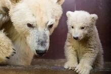 Urso polar de quatro meses morre em zoo de Berlim 
